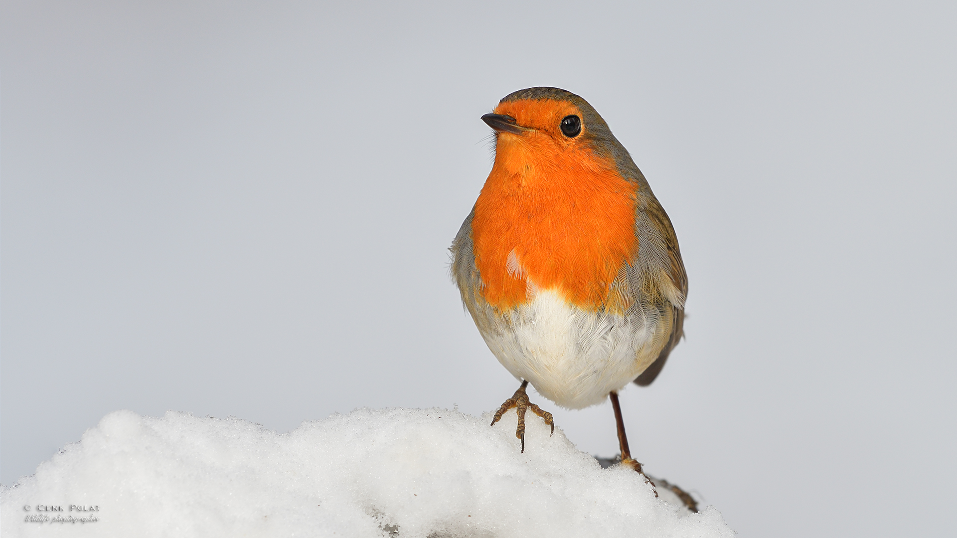European Robin